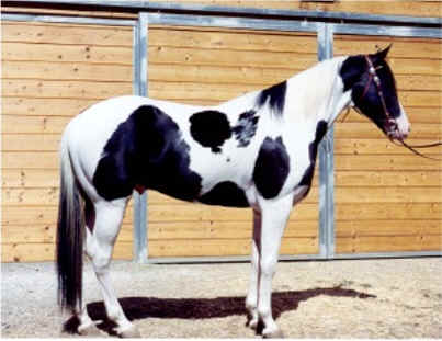 Drummin The Boogie - APHA Black and White Double Homozygous Tobiano Stallion